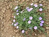 Convolvulus sabatius Viv. (fam Convolvulacees) (Europe du sud, Afr. Nord) (1) (Photo F. Mrugala)